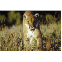 Mountain Lion or Cougar walking through tall grass towards camera, North America-Paper Art-50"x34"