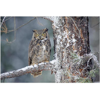 Great Horned Owl adult perching in a snow-covered tree, British Columbia, Canada-Paper Art-20"x14"