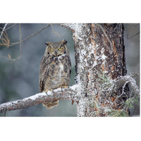 Great Horned Owl adult perching in a snow-covered tree, British Columbia, Canada-Paper Art-62"x42"