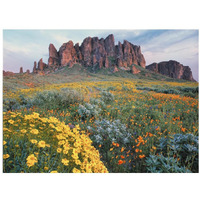 California Brittlebush Lost Dutchman State Park, Superstition Mountains, Arizona-Paper Art-18"x14"