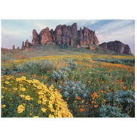 California Brittlebush Lost Dutchman State Park, Superstition Mountains, Arizona-Paper Art-26&quotx20"