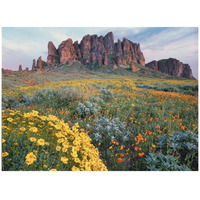 California Brittlebush Lost Dutchman State Park, Superstition Mountains, Arizona-Paper Art-42"x32"