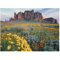 California Brittlebush Lost Dutchman State Park, Superstition Mountains, Arizona-Paper Art-50"x38"