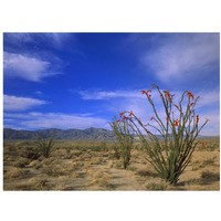 Ocotillo and the Vallecito Mountains, Anza-Borrego Desert State Park, California-Paper Art-18"x14"