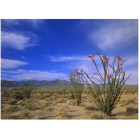 Ocotillo and the Vallecito Mountains, Anza-Borrego Desert State Park, California-Paper Art-50"x38"