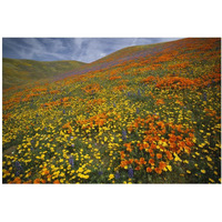 Hills covered with California Poppies and Lupine Tehachapi Mountains, California-Paper Art-20&quotx14"