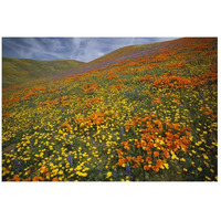 Hills covered with California Poppies and Lupine Tehachapi Mountains, California-Paper Art-26"x18"