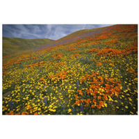 Hills covered with California Poppies and Lupine Tehachapi Mountains, California-Paper Art-32&quotx22"