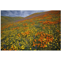 Hills covered with California Poppies and Lupine Tehachapi Mountains, California-Paper Art-38"x26"