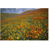 Hills covered with California Poppies and Lupine Tehachapi Mountains, California-Paper Art-50"x34"