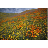 Hills covered with California Poppies and Lupine Tehachapi Mountains, California-Paper Art-62"x42"