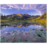 Lily Pads and reflection of Snowdon Peak in pond, west Needle Mountains, Colorado-Paper Art-42&quotx35.6"