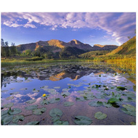 Lily Pads and reflection of Snowdon Peak in pond, west Needle Mountains, Colorado-Paper Art-46"x38.96"