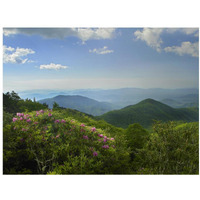 Rhododendron tree flowering at Craggy Gardens, Blue Ridge Parkway, North Carolina-Paper Art-18"x14"