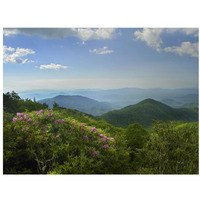 Rhododendron tree flowering at Craggy Gardens, Blue Ridge Parkway, North Carolina-Paper Art-34"x26"