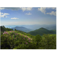 Rhododendron tree flowering at Craggy Gardens, Blue Ridge Parkway, North Carolina-Paper Art-50"x38"