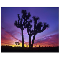 Joshua Trees at sunrise near Quail Springs, Joshua Tree National Park, California-Paper Art-18"x14"