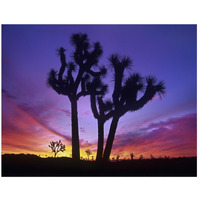 Joshua Trees at sunrise near Quail Springs, Joshua Tree National Park, California-Paper Art-26"x20"