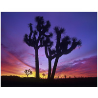 Joshua Trees at sunrise near Quail Springs, Joshua Tree National Park, California-Paper Art-42"x32"