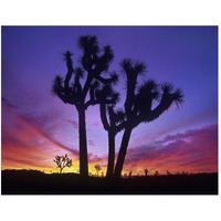 Joshua Trees at sunrise near Quail Springs, Joshua Tree National Park, California-Paper Art-50"x38"