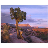 Single-leaf Pinyon Pine at Toroweap Overlook, Grand Canyon National Park, Arizona-Paper Art-22"x18"