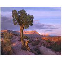 Single-leaf Pinyon Pine at Toroweap Overlook, Grand Canyon National Park, Arizona-Paper Art-26"x22"