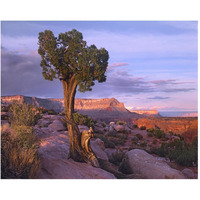 Single-leaf Pinyon Pine at Toroweap Overlook, Grand Canyon National Park, Arizona-Paper Art-30"x24"