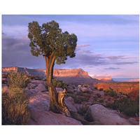 Single-leaf Pinyon Pine at Toroweap Overlook, Grand Canyon National Park, Arizona-Paper Art-37"x30"