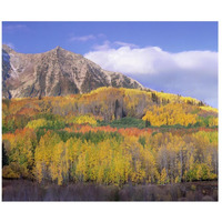 Quaking Aspen forest in autumn, Marcellina Mountain, Raggeds Wilderness, Colorado-Paper Art-18"x15.28"