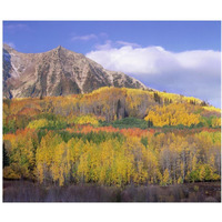 Quaking Aspen forest in autumn, Marcellina Mountain, Raggeds Wilderness, Colorado-Paper Art-24"x20.26"