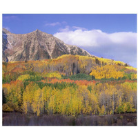 Quaking Aspen forest in autumn, Marcellina Mountain, Raggeds Wilderness, Colorado-Paper Art-32&quotx26.9"