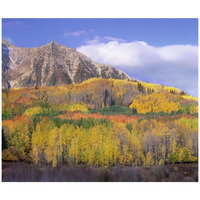 Quaking Aspen forest in autumn, Marcellina Mountain, Raggeds Wilderness, Colorado-Paper Art-42"x35.2"