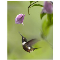 Purple-throated Woodstar hummingbird hovering near Bougainveillea flower, Ecuador-Paper Art-26"x34"