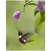 Purple-throated Woodstar hummingbird hovering near Bougainveillea flower, Ecuador-Paper Art-32"x42"