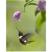 Purple-throated Woodstar hummingbird hovering near Bougainveillea flower, Ecuador-Paper Art-38"x50"