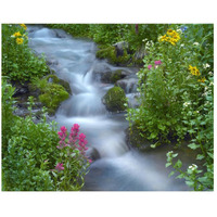 Orange Sneezeweed and Indian Paintbrush beside stream, Yankee Boy Basin, Colorado-Paper Art-26"x22"