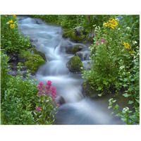 Orange Sneezeweed and Indian Paintbrush beside stream, Yankee Boy Basin, Colorado-Paper Art-30"x24"