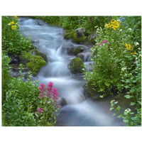 Orange Sneezeweed and Indian Paintbrush beside stream, Yankee Boy Basin, Colorado-Paper Art-37"x30"