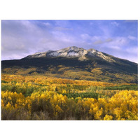 East Beckwith Mountain and trees in fall color, Gunnison National Forest, Colorado-Paper Art-26"x20"