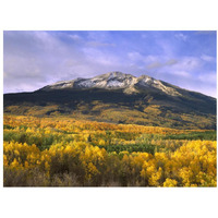 East Beckwith Mountain and trees in fall color, Gunnison National Forest, Colorado-Paper Art-34"x26"