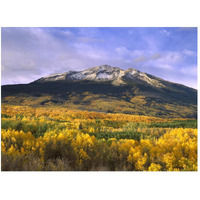 East Beckwith Mountain and trees in fall color, Gunnison National Forest, Colorado-Paper Art-50"x38"