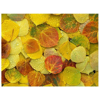 Fallen autumn colored Aspen leaves on the ground covered in dew droplets, Colorado-Paper Art-18"x14"