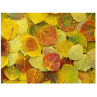 Fallen autumn colored Aspen leaves on the ground covered in dew droplets, Colorado-Paper Art-42&quotx32"