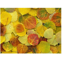 Fallen autumn colored Aspen leaves on the ground covered in dew droplets, Colorado-Paper Art-50"x38"