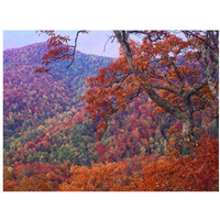 Blue Ridge Range with autumn deciduous forest, near Buck Creek Gap, North Carolina-Paper Art-18"x14"