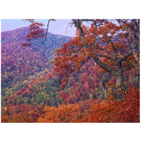 Blue Ridge Range with autumn deciduous forest, near Buck Creek Gap, North Carolina-Paper Art-26"x20"