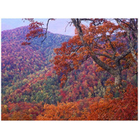 Blue Ridge Range with autumn deciduous forest, near Buck Creek Gap, North Carolina-Paper Art-42"x32"