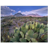 Opuntia cactus, Chisos Mountains, Big Bend National Park, Chihuahuan Desert, Texas-Paper Art-18"x14"