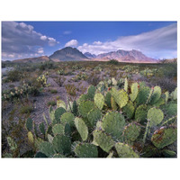 Opuntia cactus, Chisos Mountains, Big Bend National Park, Chihuahuan Desert, Texas-Paper Art-26"x20"