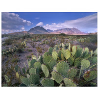 Opuntia cactus, Chisos Mountains, Big Bend National Park, Chihuahuan Desert, Texas-Paper Art-34"x26"